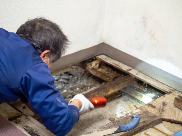Best Mold Remediation Experts  in Boise City, OK