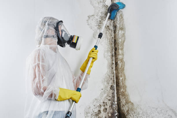 Best Toxic Mold Removal  in Boise City, OK