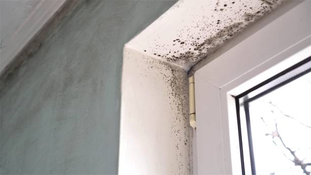 Best Office Mold Removal Services  in Boise City, OK