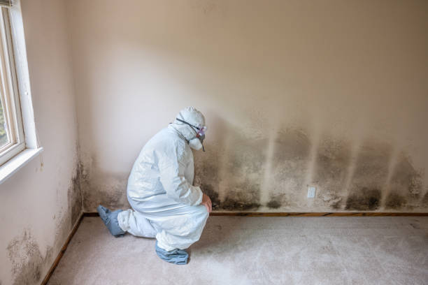 Best Fast Mold Removal  in Boise City, OK