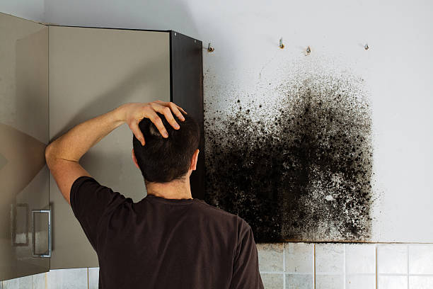 Boise City, OK Mold Removal Company