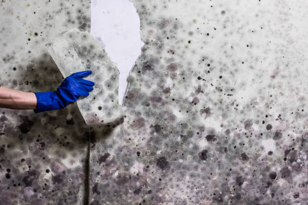 Best Certified Mold Removal  in Boise City, OK