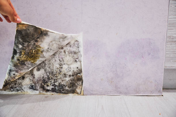 Best Mold Removal Company Near Me  in Boise City, OK